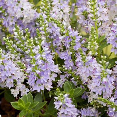 Hebe Margret - Lilac Flowers, Evergreen Shrub, Hardy (15-25cm Height  Including Pot)