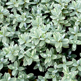 Hebe Pagei Garden Plant - Compact Size, Variegated Foliage and White Blooms (10-30cm Height Including Pot)
