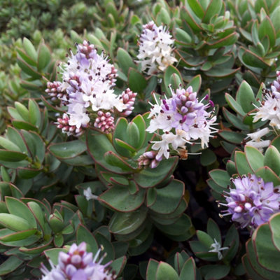 hebe-red-edge-compact-evergreen-shrub-lilac-flowers-wildlife-friendly
