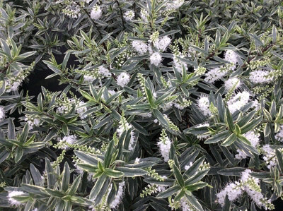 Hebe Starlight Shrub Plug Plant