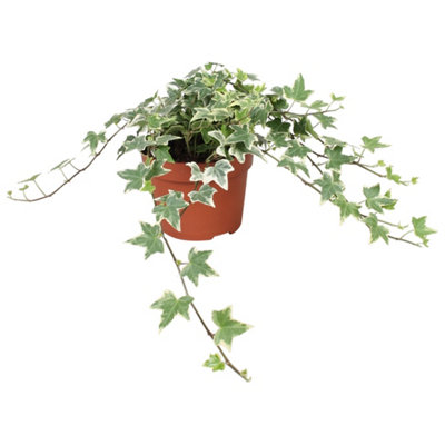 half potato half tomato plant Better Boy Tomato (2 Pack)  Bonnie Plants
