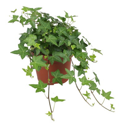 Hed He Overig Groen, 13cm Pot Size, 30cm Tall, Hedera, Indoor Houseplant