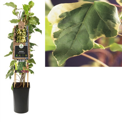 Hedera Al Gloire De Marengo , 17cm Pot Size , 75cm Tall , Ivy , Indoor Houseplant