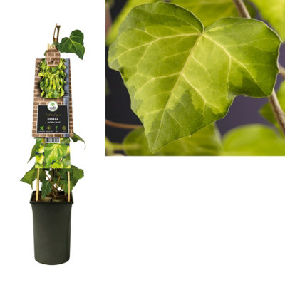 Hedera Co Sulphur Heart , 17cm Pot Size , 75cm Tall , Ivy , Indoor Houseplant