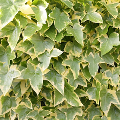 Hedera Gold-Edged - Trailing Ivy Plant, Ideal for UK Gardens, Climbing Garden Plants (10-15cm Height Including Pot)