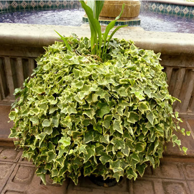 Hedera Gold-Edged - Trailing Ivy Plant, Ideal for UK Gardens, Climbing Garden Plants (10-15cm Height Including Pot)