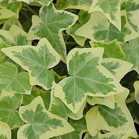 Hedera Gold-Edged - Trailing Ivy Plant, Ideal for UK Gardens, Climbing Garden Plants (10 plants, 10-15cm Height Including Pot)