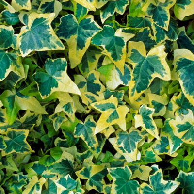 wachstum fargesia Fargesia 'MoonTears'® Boobux