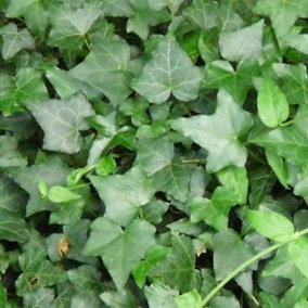 Hedera Green - Trailing Ivy Plant, Ideal for UK Gardens, Climbing Garden Plants (10 plants, 10-15cm Height Including Pot)