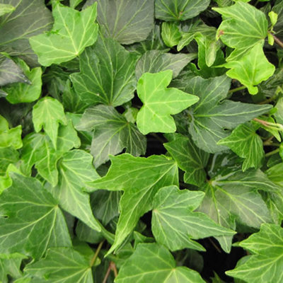 Hedera Green - Trailing Ivy Plant, Ideal for UK Gardens, Climbing Garden Plants (3 plants, 10-15cm Height Including Pot)