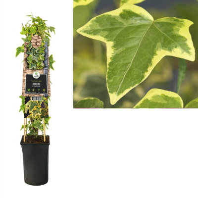 Hedera He Goldchild , 17cm Pot Size , 75cm Tall , Ivy , Indoor Houseplant