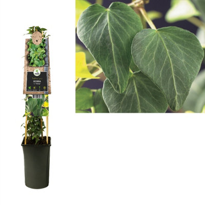 Hedera He Natasja , 17cm Pot Size , 75cm Tall , Ivy , Indoor Houseplant