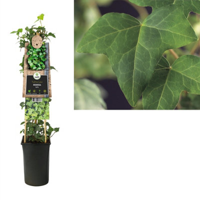 Hedera Helix , 17cm Pot Size , 75cm Tall , Ivy , Indoor Houseplant