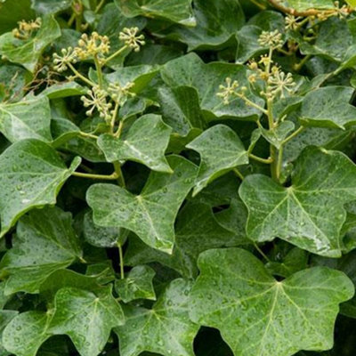 Hedera Helix Common Ivy Evergreen Outdoor Climber Garden Outdoor Plant ...