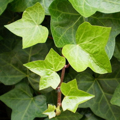 Hedera Helix Common Ivy Evergreen Outdoor Climber Garden Outdoor Plant ...