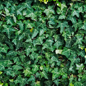 Hedera Helix - Dark Green Foliage, Climbing Ivy, Evergreen Plant (20-30cm Height Including Pot)