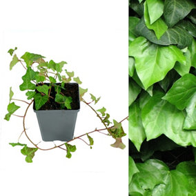 Hedera helix - English Ivy Evergreen Shrub in 9cm Pot - Perfect Allrounder