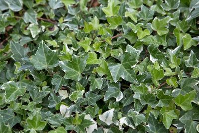 Hedera helix - English Ivy Evergreen Shrub in 9cm Pot - Perfect Allrounder