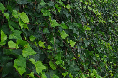 Hedera helix - English Ivy Evergreen Shrub in 9cm Pot - Perfect Allrounder - 3