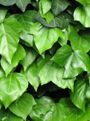Hedera helix - English Ivy Evergreen Shrub in 9cm Pot - Perfect Allrounder - 4