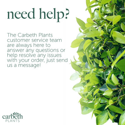 Hedera helix - English Ivy Evergreen Shrub in 9cm Pot - Perfect Allrounder - 6