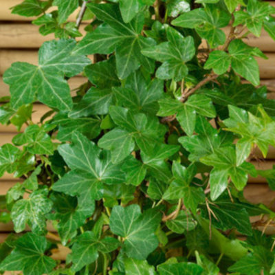 Hedera helix Green Ripple Rippled Deep Green Dwarf Evergreen Ivy Plant