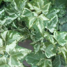 Hedera Helix Marbled White - Trailing Ivy Plant, Ideal for UK Gardens, Climbing Garden Plants (10 plants, 10-15cm)