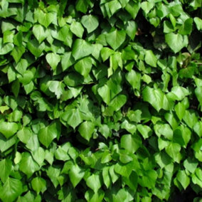 Hedera hibernica Irish Ivy Evergreen Vine Climbing Plant 60cm Cane 3L Pot