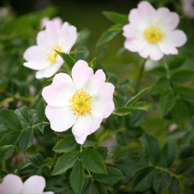 Hedge Burnet Rose (Rosa pimpinellifolia) - White Flowers Purple HIPS ...