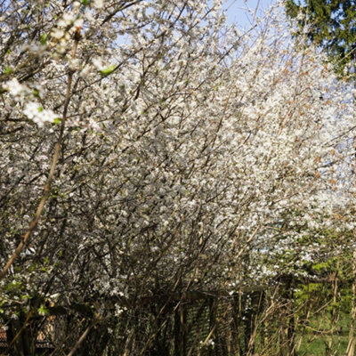 Hedge Cherry Plum (Prunus cerasifera) - Edible Golden Red Plum Tree ...