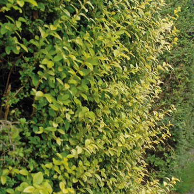 Hedge Golden privet (Ligustrum oval. Aureum) 1 Bare Root Plant