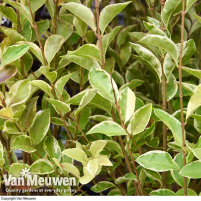 Hedge Golden privet (Ligustrumovalifolium Aureum) 10 bare root plants