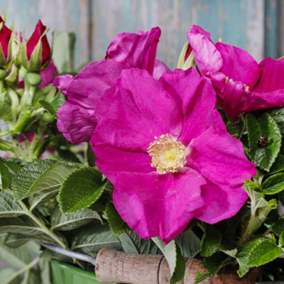 Hedge Ramanas Rose (Rosa rugosa) 2 Bare Root Plants