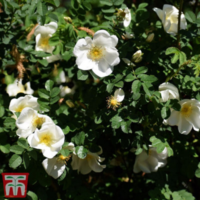 Hedge Ramanas rose White (Rosa rugosa alba) 10 bare root plants