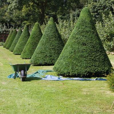 Hedge Yew (Taxus baccata) 1 BR 30/40