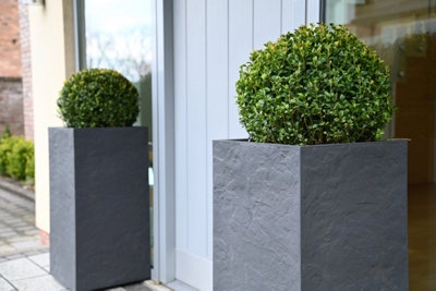 Hedges Direct Box 20cm Topiary Ball