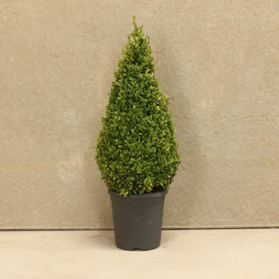 Hedges Direct Box 50cm Topiary Cone