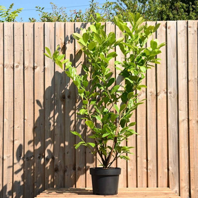 Hedges Direct Cherry Laurel 1.25m Height Evergreen Hedge Plant