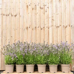 Hedges Direct Dwarf Lavender 10cm Garden Shrub Pack of 12