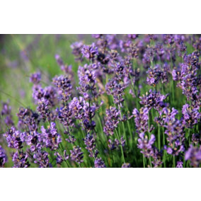 Hedges Direct Dwarf Lavender 10cm Garden Shrub Pack of 6