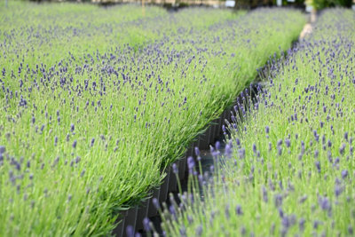 Hedges Direct English Lavender 10cm Garden Shrub Pack of 12