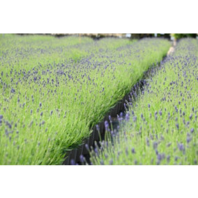 Hedges Direct English Lavender 10cm Garden Shrub Pack of 12