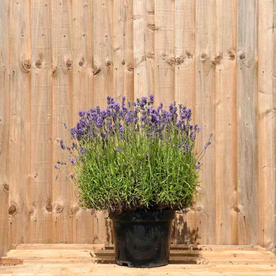 Hedges Direct English Lavender 10cm Garden Shrub