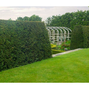 Hedges Direct English Yew 1m Height Evergreen Hedge Plant