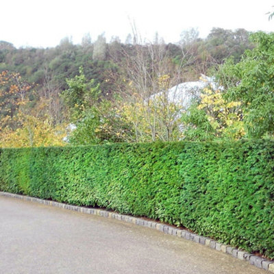 English Yew Hedge