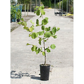 Hedges Direct Field Maple 40cm Height Native Hedge Plant