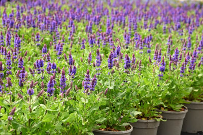 Hedges Direct French Lavender 10cm Garden Shrub
