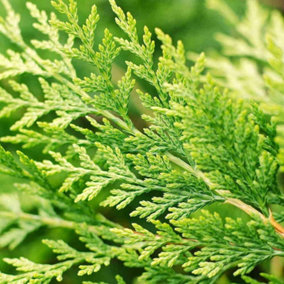 Hedges Direct Golden Leylandii 60cm Height Evergreen Hedge Plant