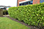 Hedges Direct Griselinia 40cm Height Evergreen Hedge Plant