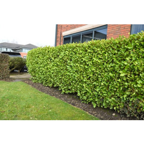 Hedges Direct Griselinia 40cm Height Evergreen Hedge Plant